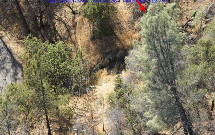 The gray pine at issue was identified in a photograph by PG&E in its recent federal court filing. (Photo: Business Wire)